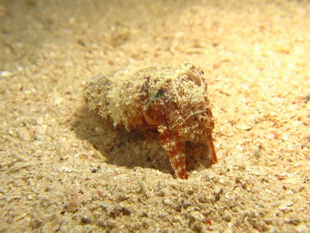 Een kleine krab verstopt zich in het zand op het strand.