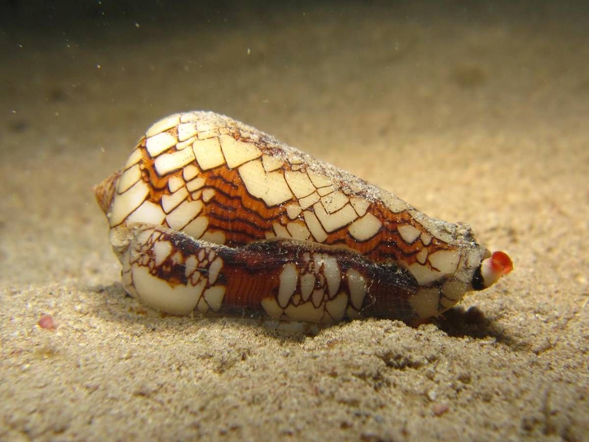 Een zeeslak kruipt over het zand in de oceaan.