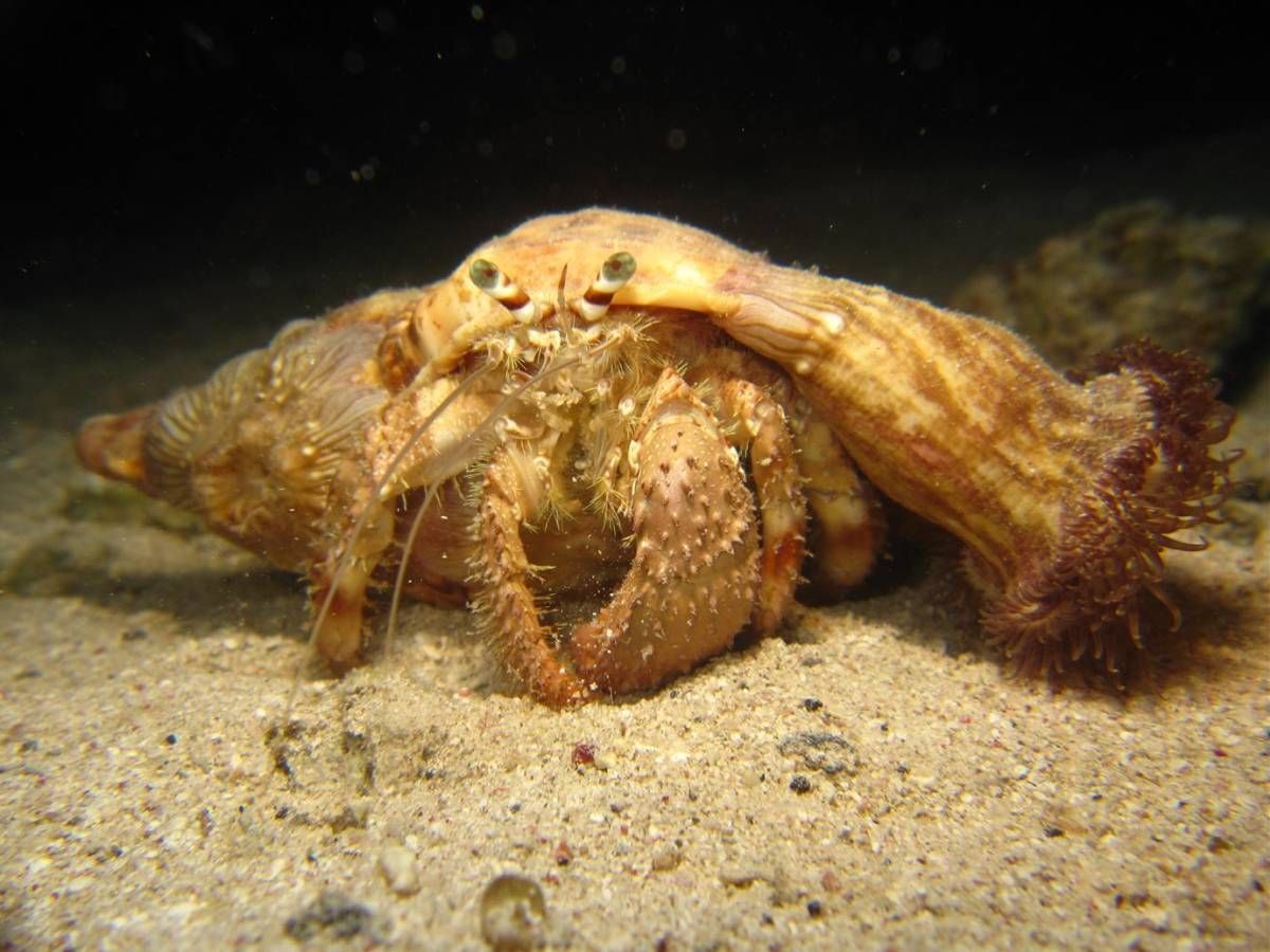Een heremietkreeft zit bovenop een schelp in het zand.