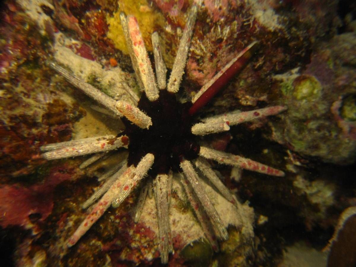 Een close-up van een zee-egel op een koraalrif.