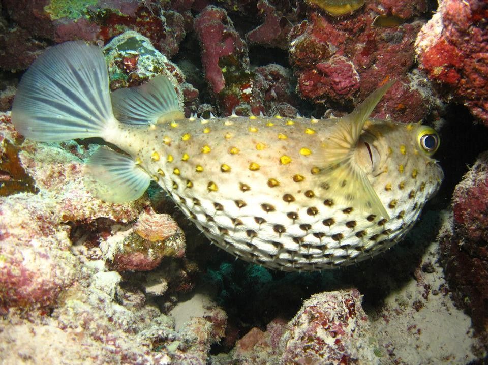 Een vis met gele vlekken zwemt op een koraalrif