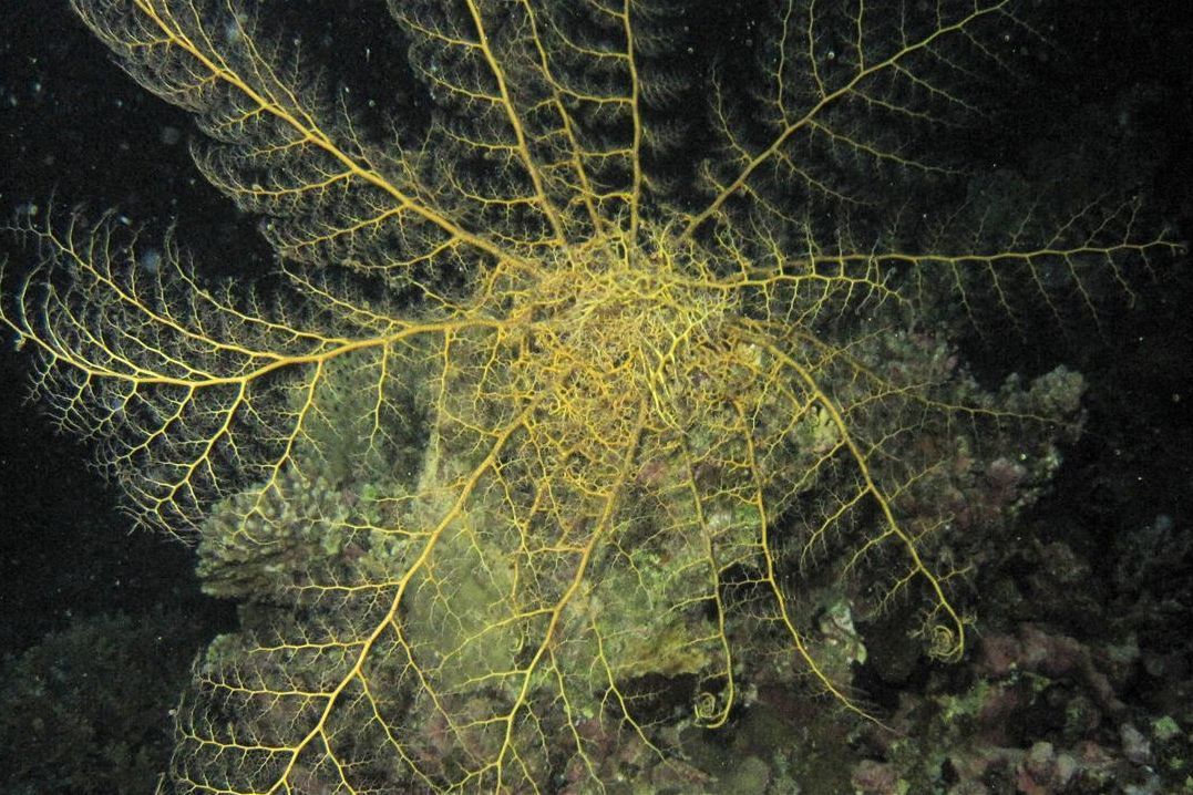 Een close-up van een geel koraal met een zwarte achtergrond.