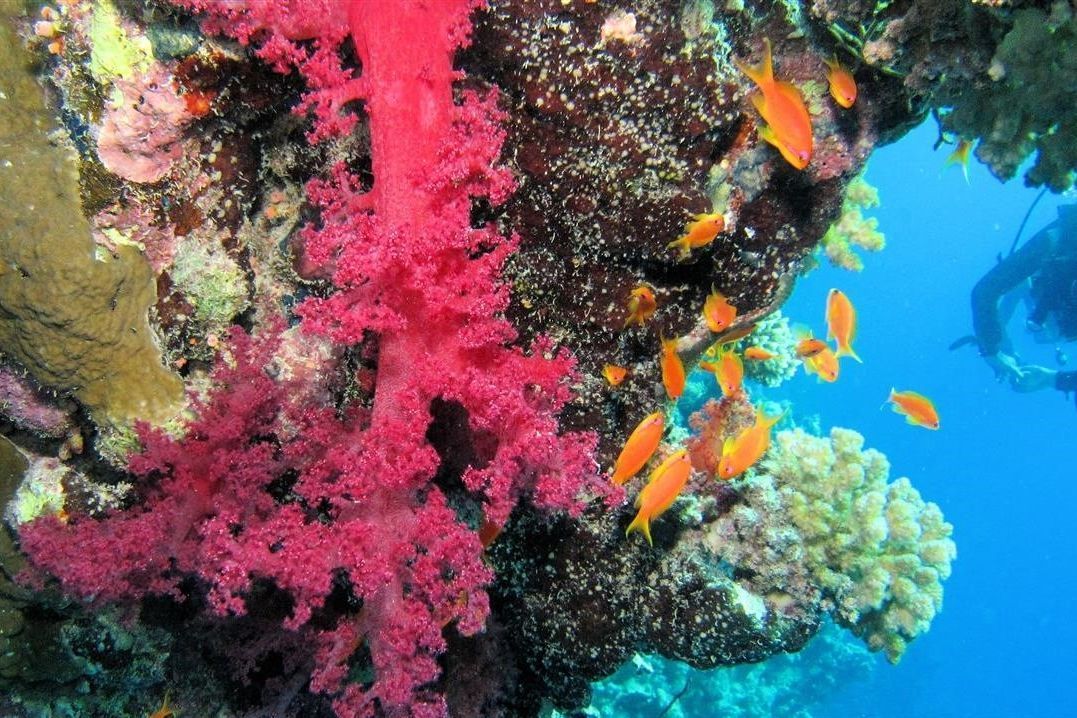 Een koraalrif met roze koralen en oranje vissen en een duiker op de achtergrond.