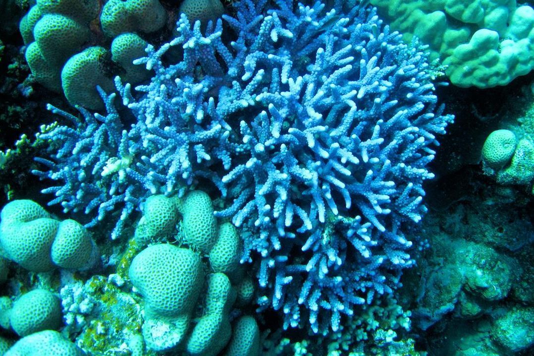 Een close-up van een blauw koraalrif in de oceaan.