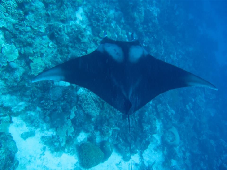 Een mantarog zwemt in de oceaan vlakbij een koraalrif.