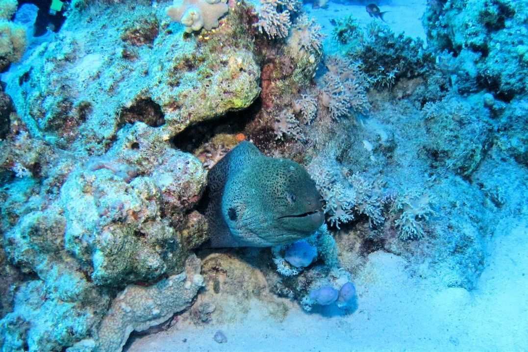 Een murene zwemt in de oceaan vlakbij een koraalrif.