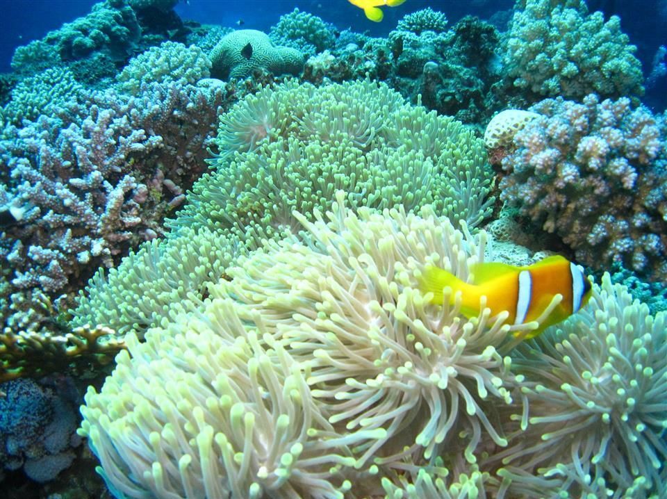 Een clownvis zwemt in de oceaan vlakbij een koraalrif.