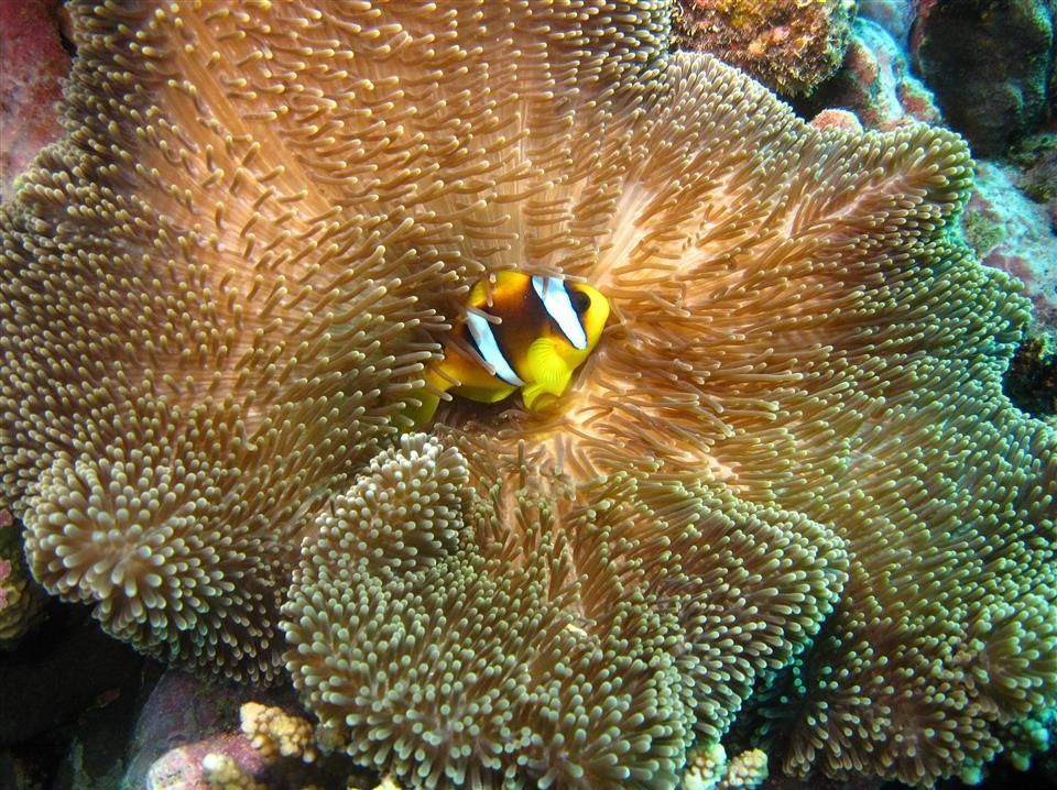 Een clownvis zwemt in een grote zeeanemoon.