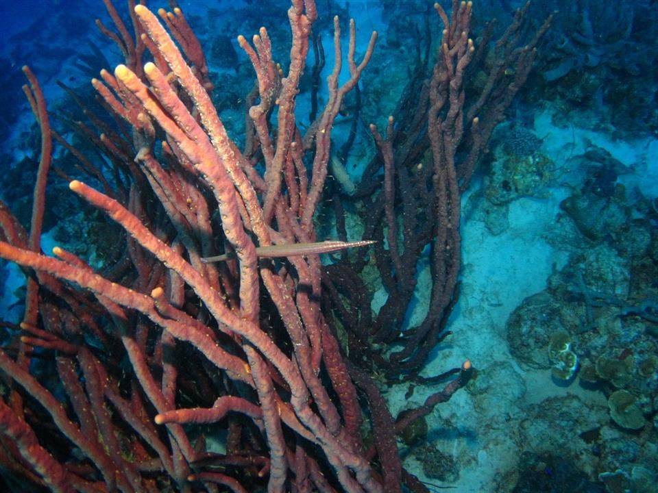 Een koraalrif met sponzen en een vis in het water