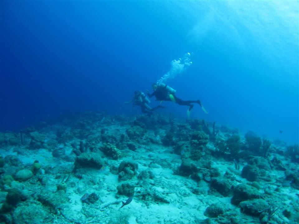 Een duiker zwemt over een koraalrif in de oceaan.