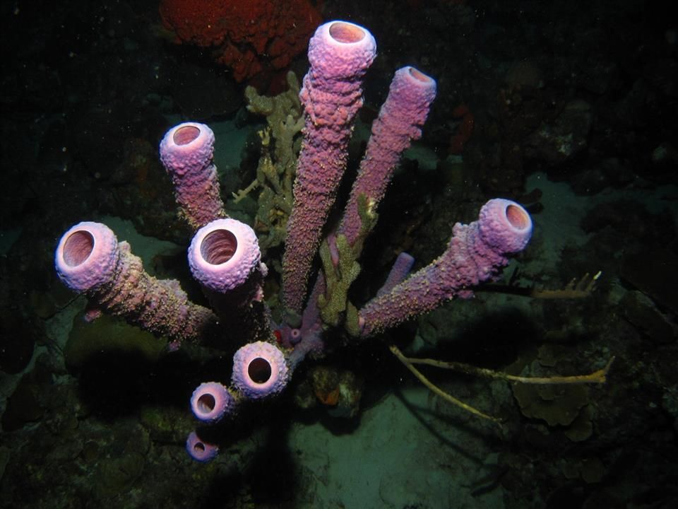 Op een koraalrif groeit een stel paarse sponzen