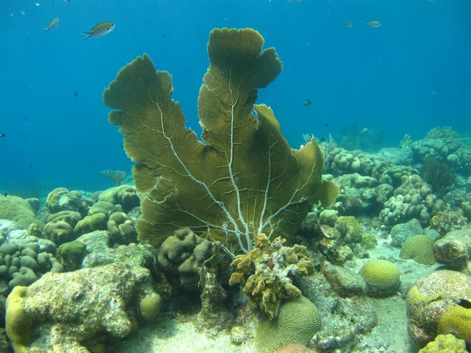 Een koraalrif met in het midden een groot koraal