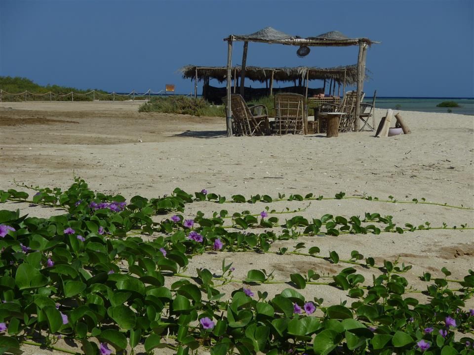 Een kleine hut op een strand met paarse bloemen op de voorgrond