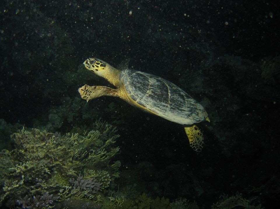 Een zeeschildpad zwemt in het donker vlakbij een koraalrif.