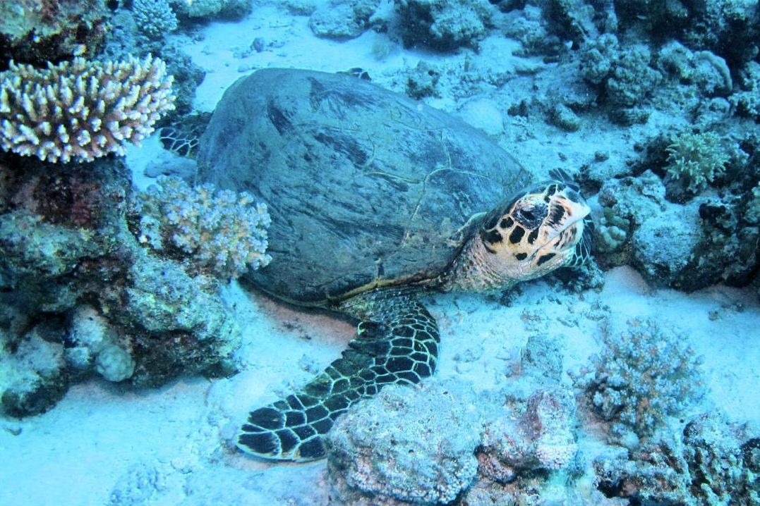 Een zeeschildpad zwemt in de oceaan vlakbij een koraalrif.