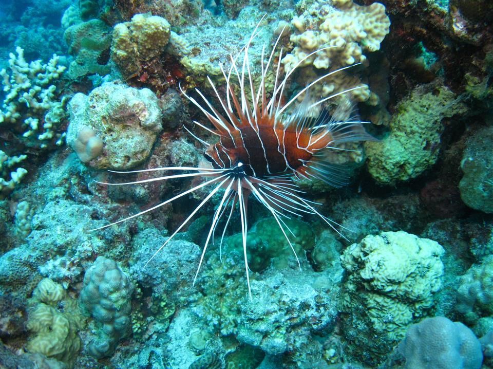 Een koraalduivel zwemt in de oceaan vlakbij een koraalrif.