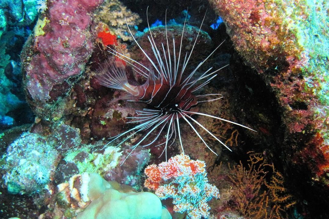Een koraalduivel zwemt in een grot op een koraalrif.