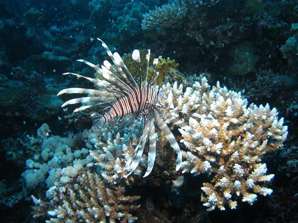 Een koraalduivel zwemt op een koraalrif in de oceaan.