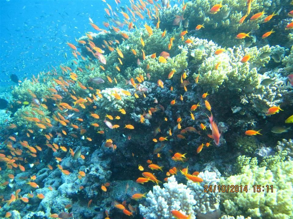 Een foto van een koraalrif werd in 2014 gemaakt