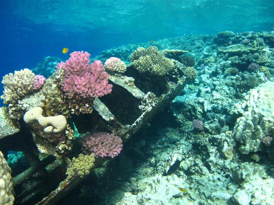 Een koraalrif met een boot er middenin