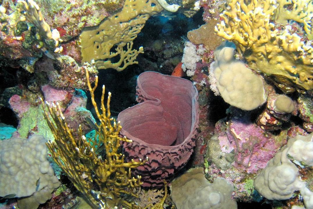 Een koraalrif met een paarse spons in het midden