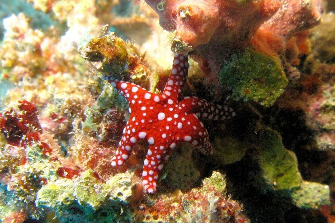 Een rode zeester zit bovenop een koraalrif.