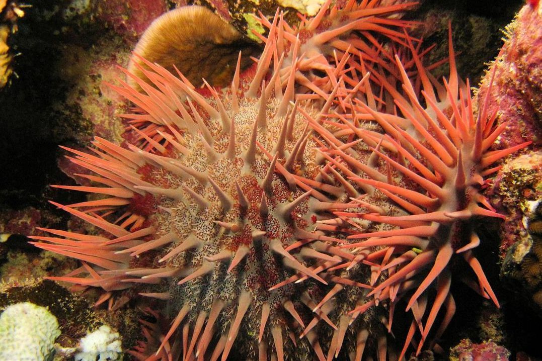 Een close-up van een rode zee-egel op een koraalrif