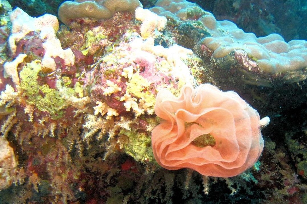 Een close-up van een koraalrif met sponzen en koralen.