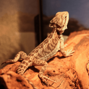 Bearded Dragons