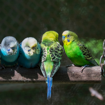 Parakeets