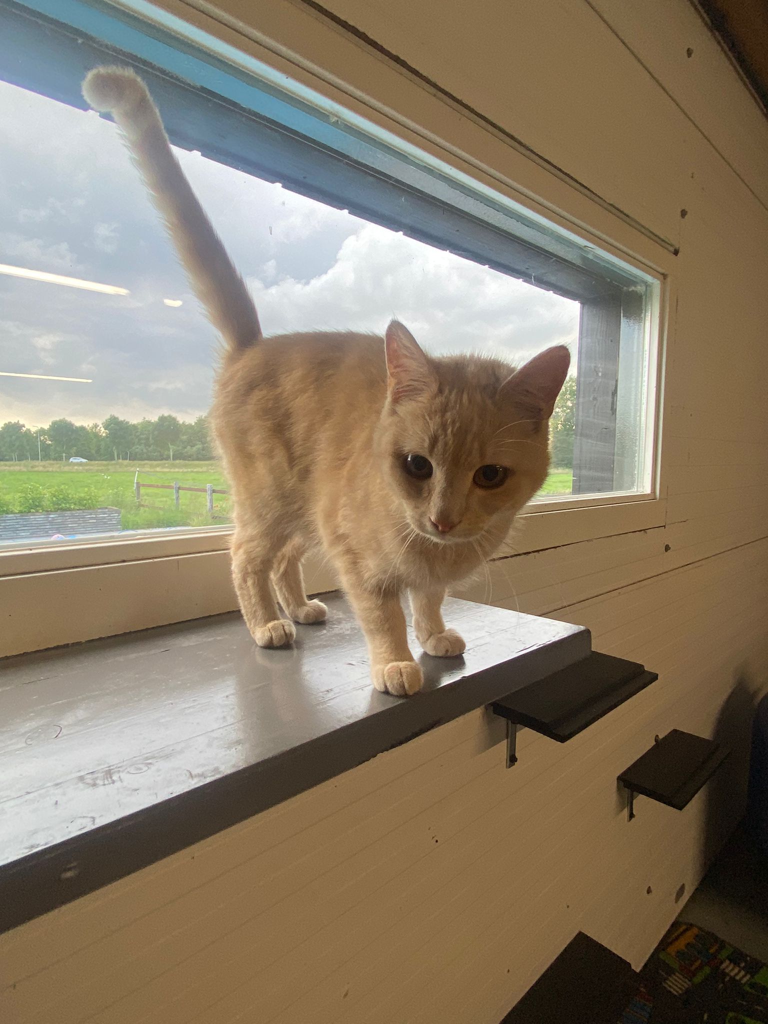 Kattenpension in Meppel