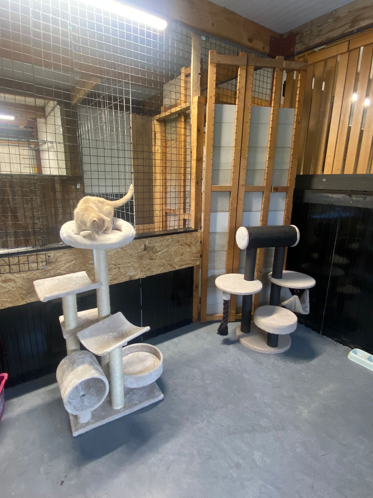 Binnen verblijf voor Katten bij Dierenpension Frank & Vrij in Meppel