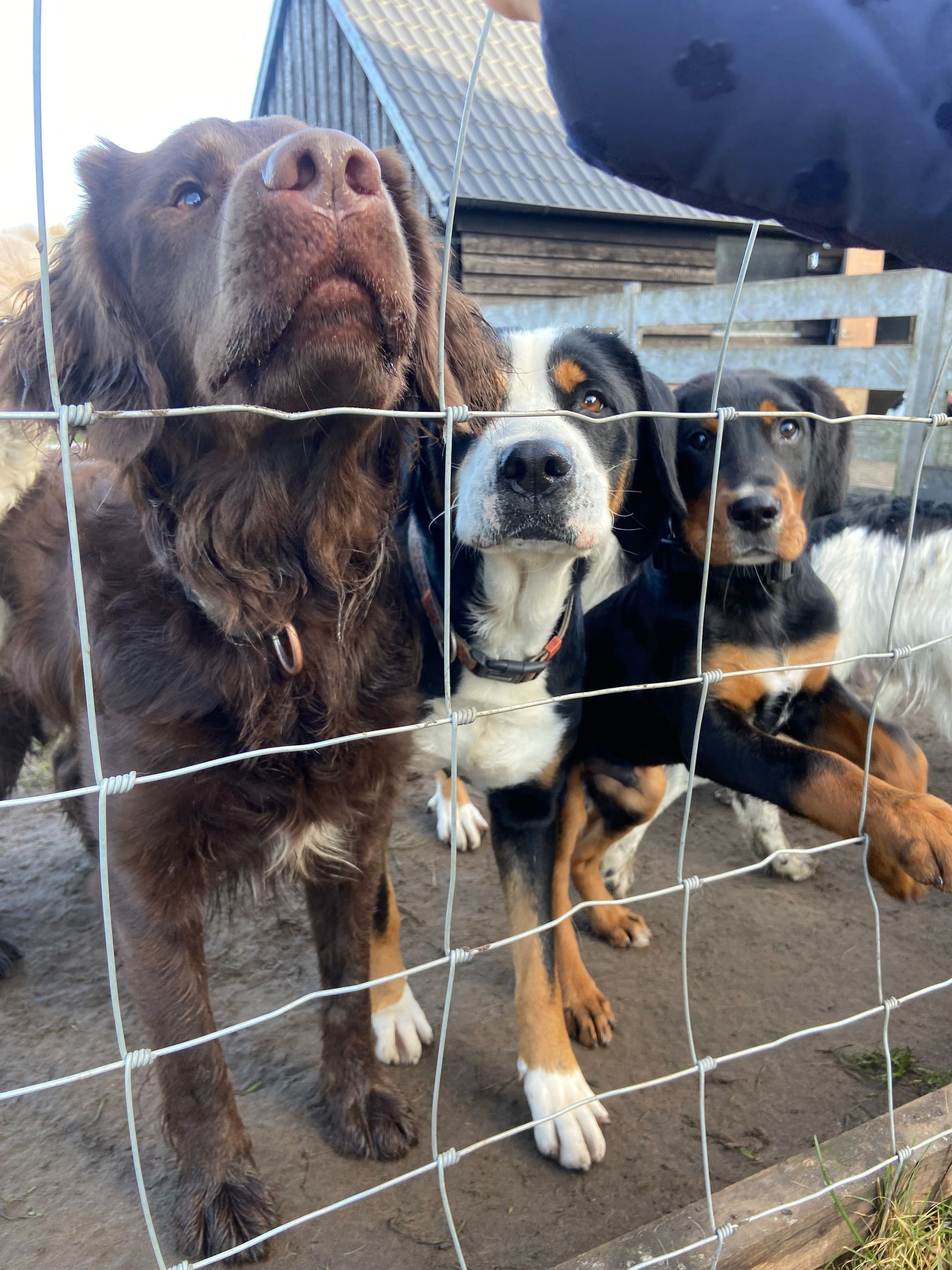 Hond bij Dierenpension Frank & Vrij in Meppel