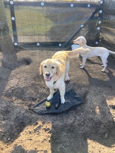 Hond bij Dierenpension Frank & Vrij in Meppel