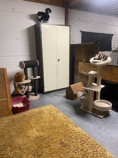 Hond bij Dierenpension Frank & Vrij in Meppel