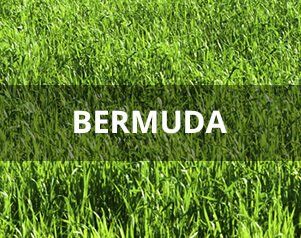 Bermuda — Wilmington, NC — Turf Masters Sod Farms