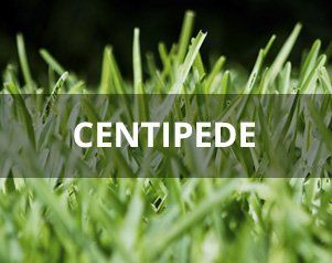 Centipede — Wilmington, NC — Turf Masters Sod Farms