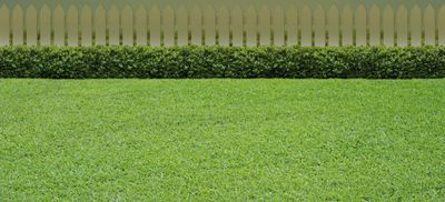 Emerald Zoysia Grass — Wilmington, NC — Turf Masters Sod Farms