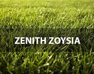 Zenith Zoysia — Wilmington, NC — Turf Masters Sod Farms