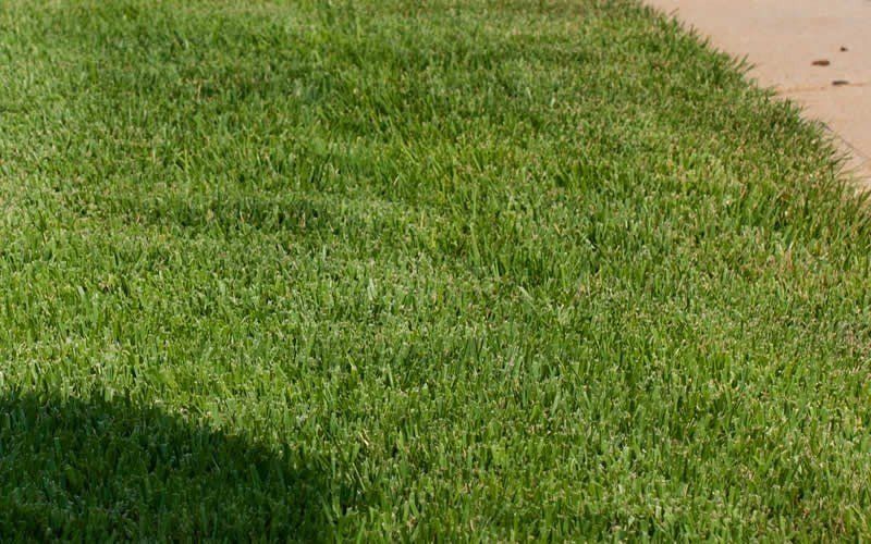 Meyer Zoysia — Wilmington, NC — Turf Masters Sod Farms