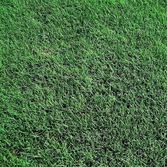 Bermuda — Wilmington, NC — Turf Masters Sod Farms