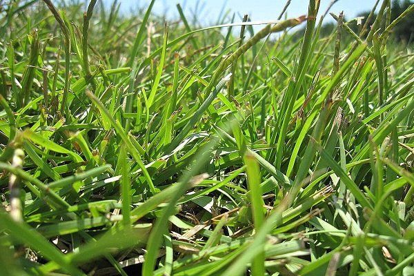 Centipede — Wilmington, NC — Turf Masters Sod Farms