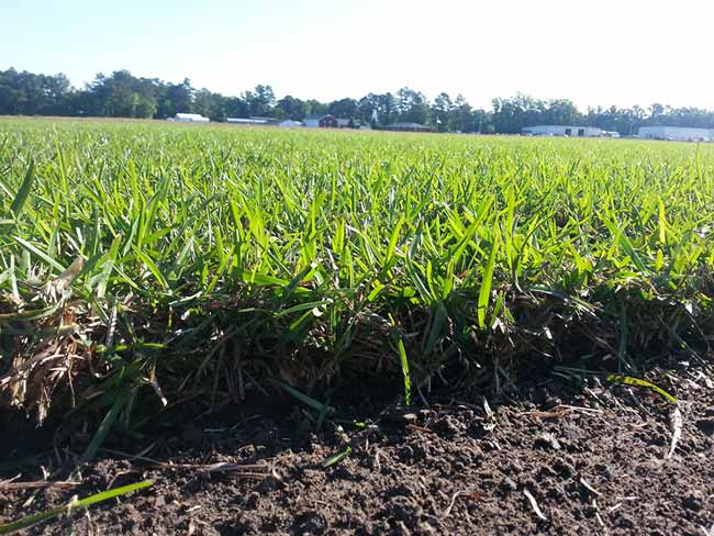 Crowne Zoysia — Wilmington, NC — Turf Masters Sod Farms