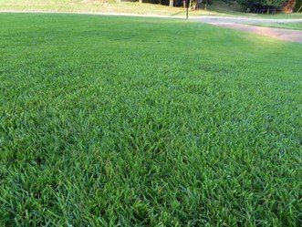 Crown Zoysia Grass — Wilmington, NC — Turf Masters Sod Farms