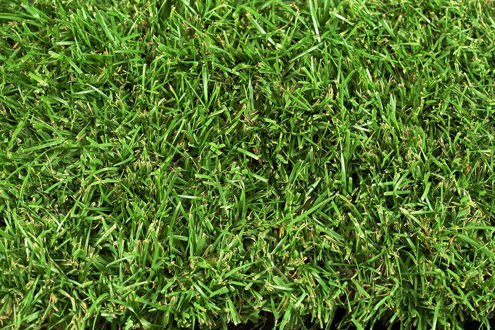 Zenith Zoysia — Wilmington, NC — Turf Masters Sod Farms