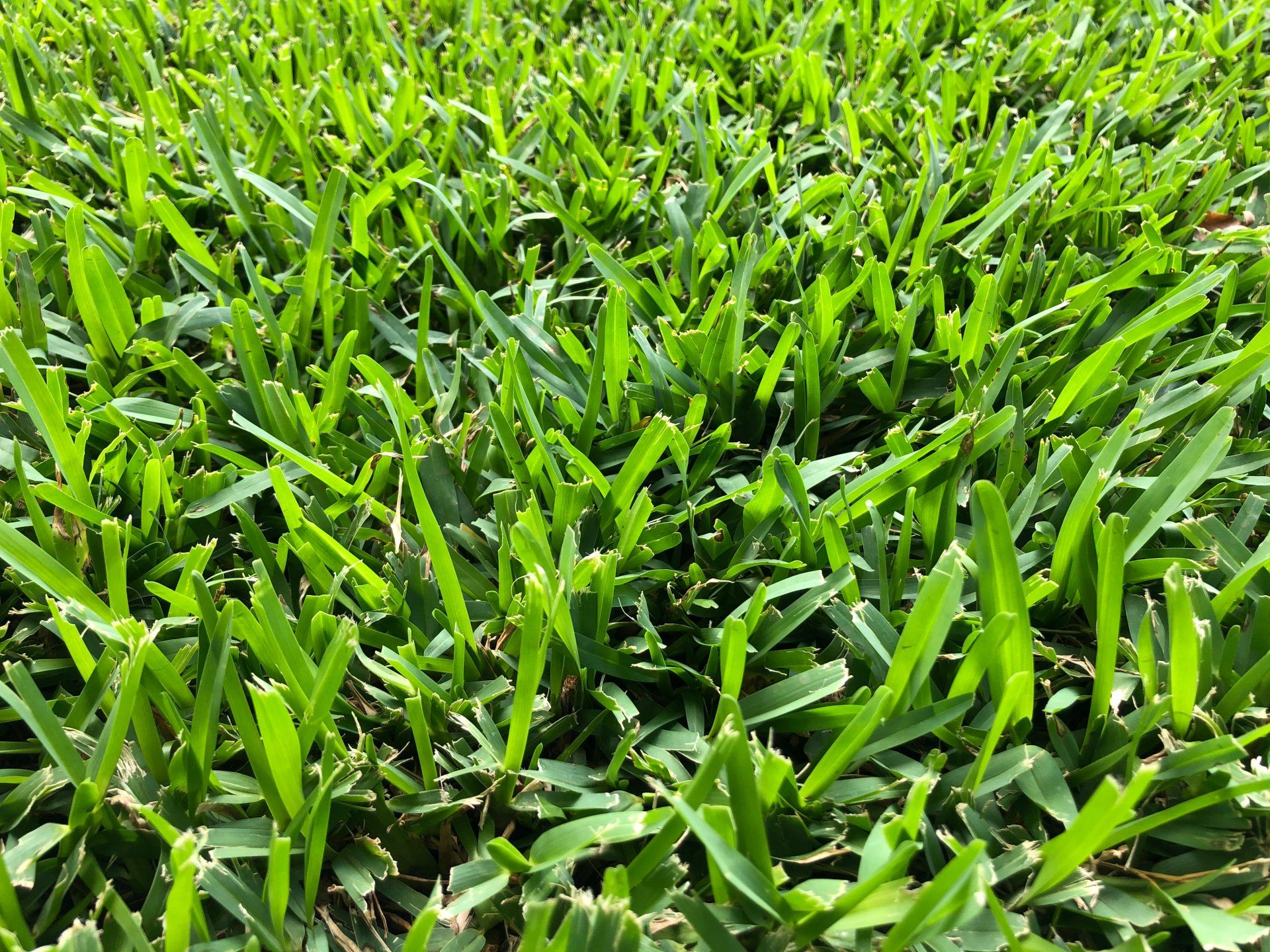 St. Augustine — Wilmington, NC — Turf Masters Sod Farms