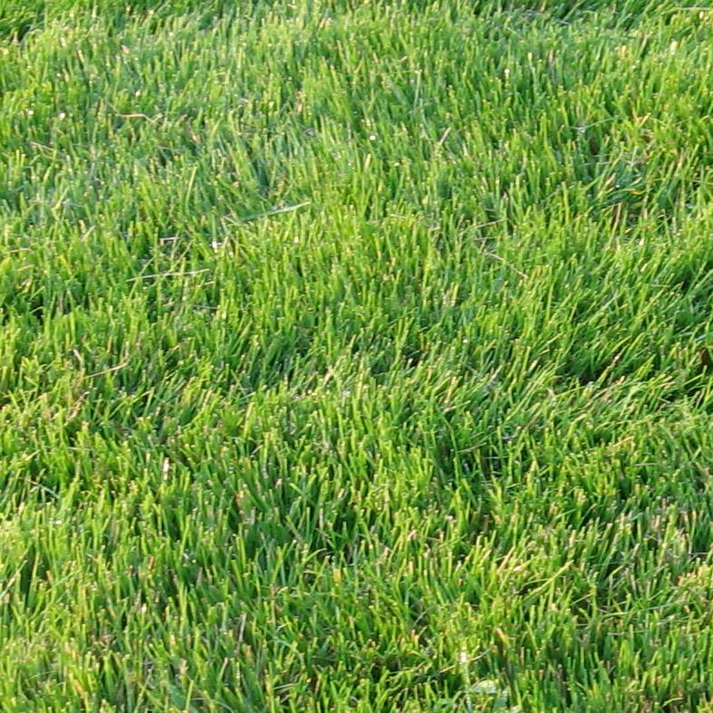 Emerald Zoysia — Wilmington, NC — Turf Masters Sod Farms