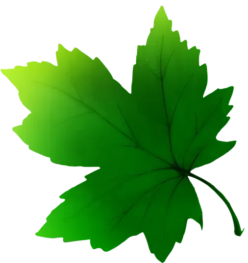Green maple leaf on a white background