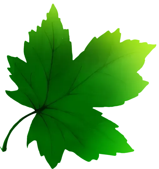 Green maple leaf on a white background