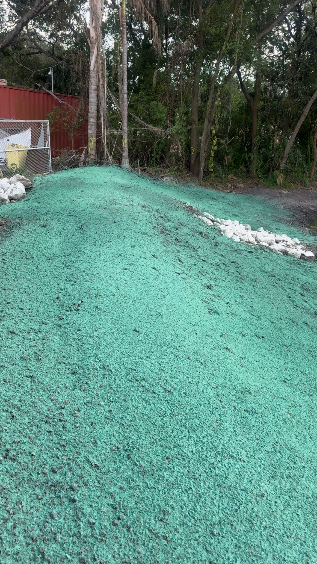 Green-covered ground, possibly mulch, outside, with trees and building in background.